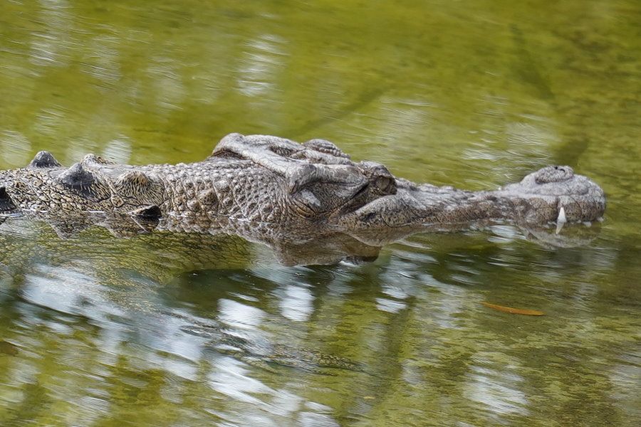 Saltwater Crocodile on the banks of the Proserpine River, Whitsundays Region