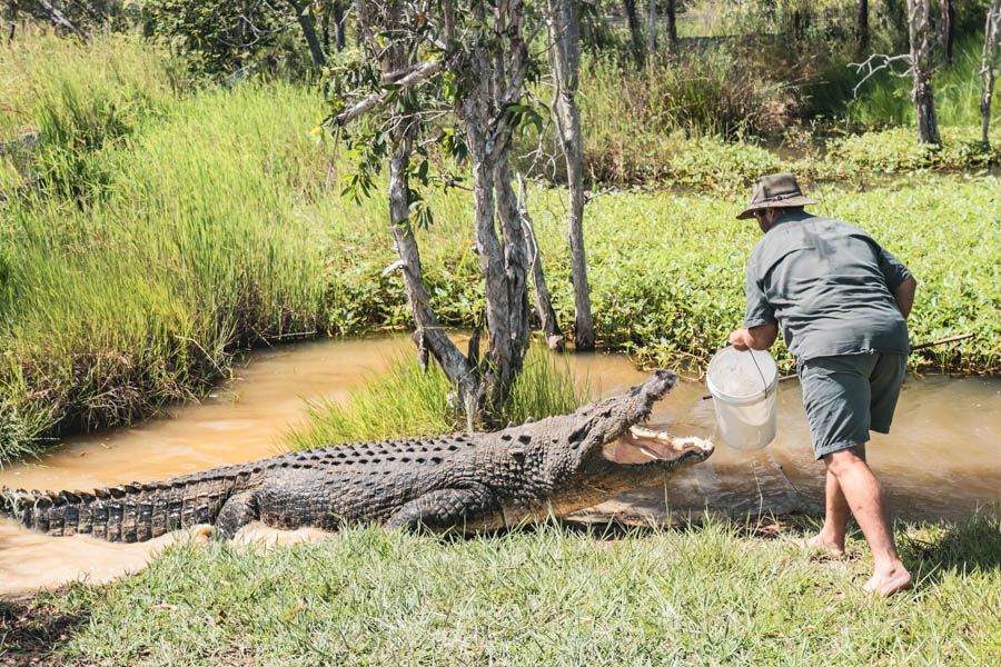 Keeper feeding a saltwater crocodile, Bredl's Wildlife Farm