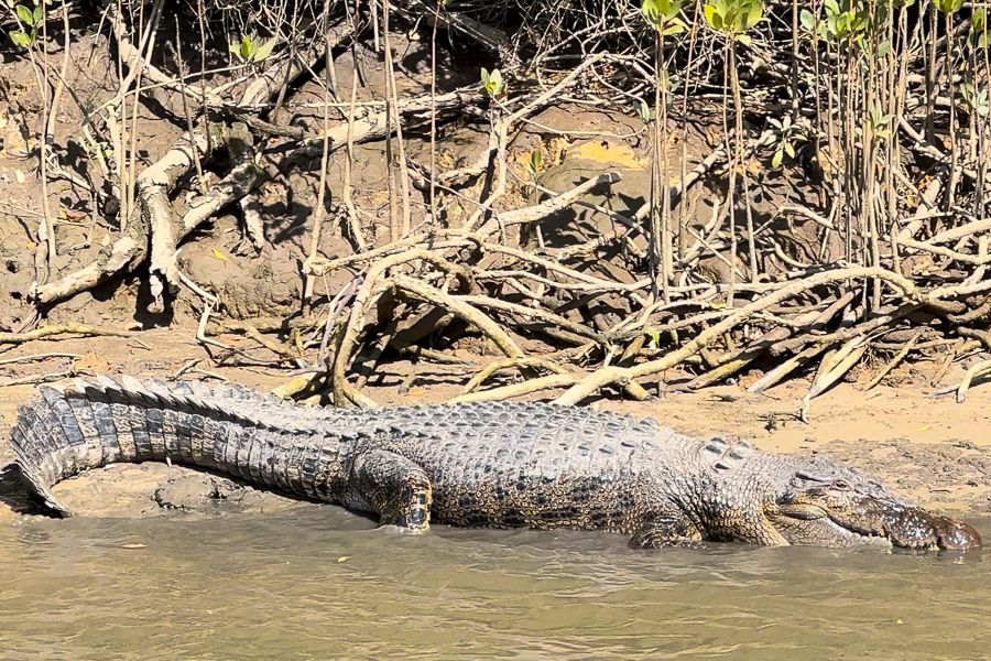 A saltwater crocodile sitting on a riverbank