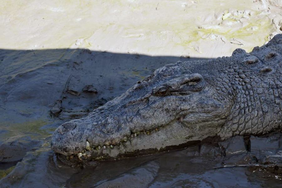 Saltwater crocodile in the Proserpine River.