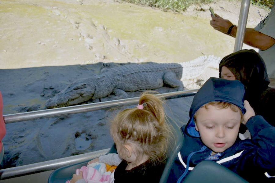 Whitsunday Crocodile Safari on the Proserpine River, Saltwater Crocodile