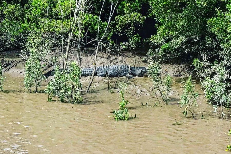 Saltwater crocodile in the Proserpine River