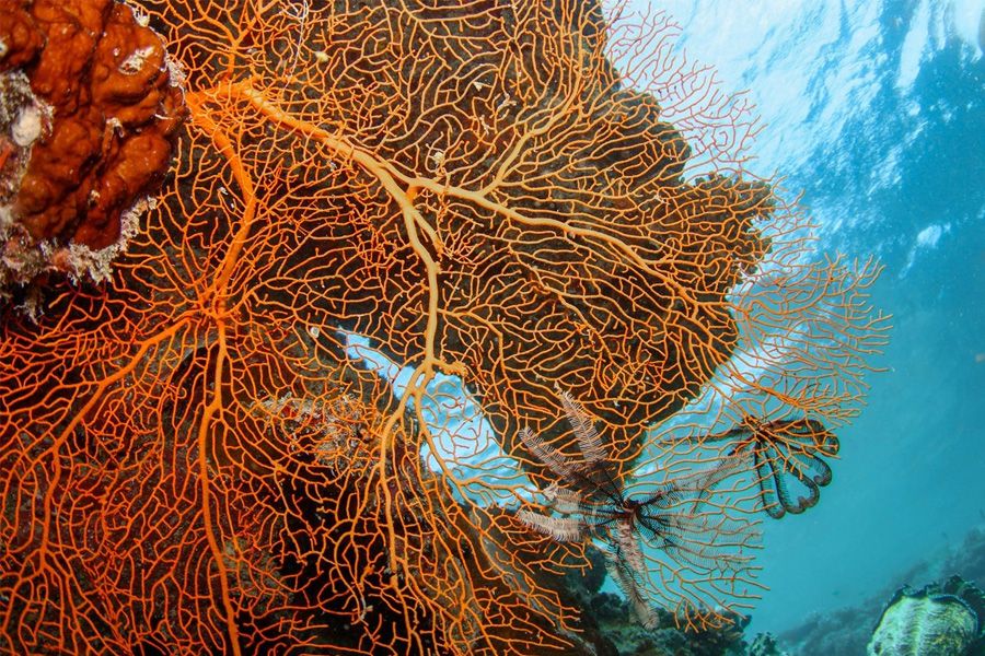 Cateran Bay Coral Snorkel the Great Barrier Reef in the Whitsunday Islands