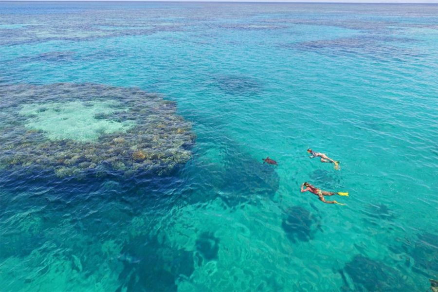 Blue Pearl Bay, snorkelling in the Whitsunday Islands, marine life