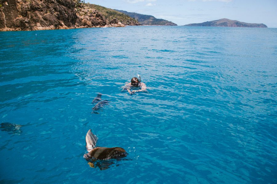 Mantaray Bay fish snorkelling Great Barrier Reef