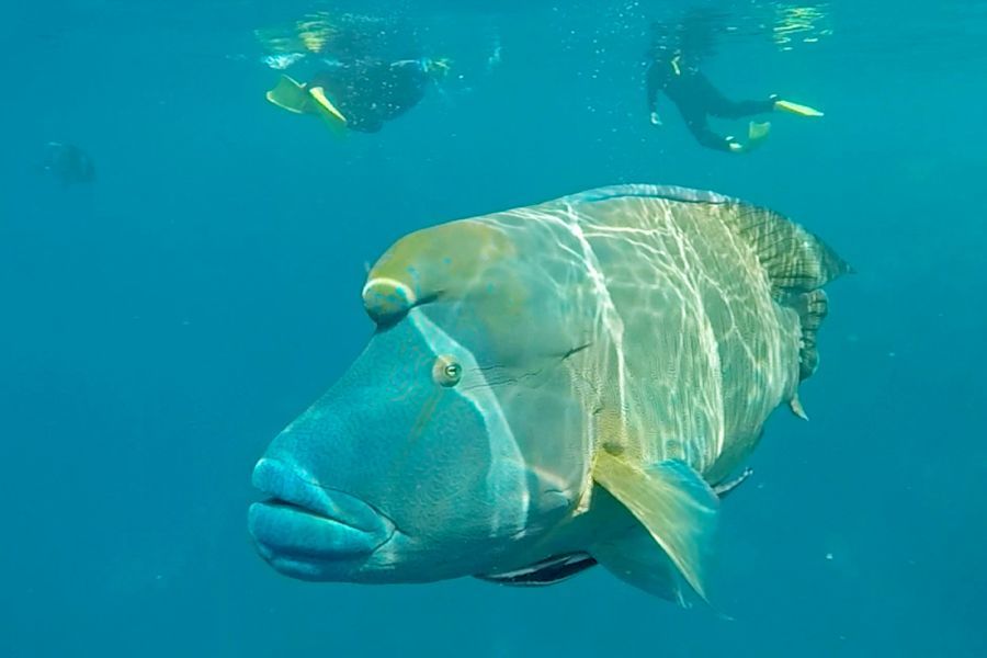 Maori Wrasse Mantaray Bay Whitsunday Islands in the Great Barrier Reef 