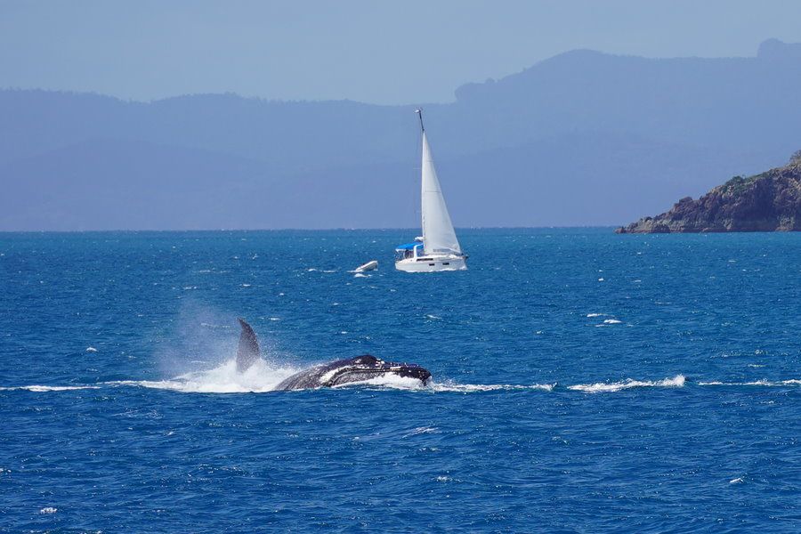 Airlie Beach Race week 2021 whales