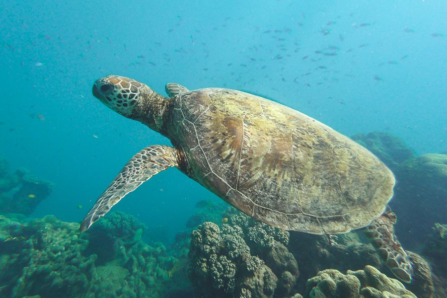 Sea Turtle The Great Barrier Reef snorkelling threats to World Heritage Listed