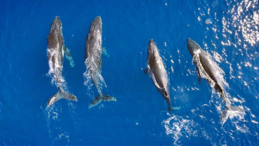 dolphins frolicking in the ocean near the Great Barrier Reef