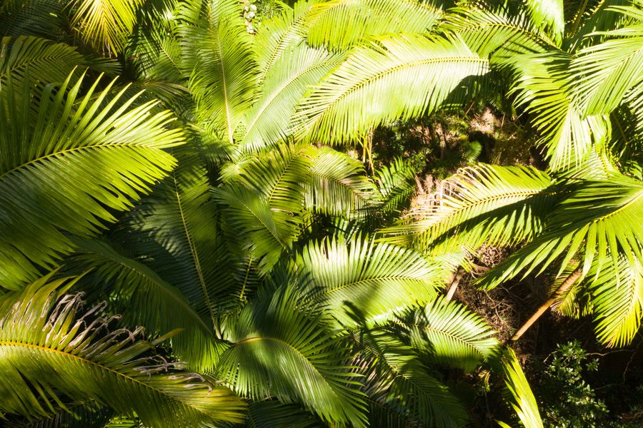 Palms Valley of the Giants Rainforest 