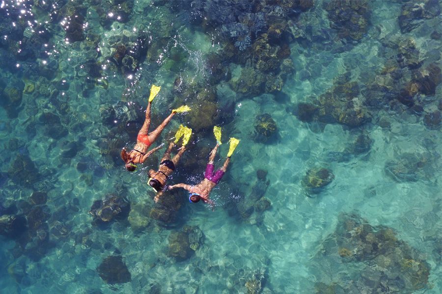 Snorkelling with fish in the Great Barrier Reef