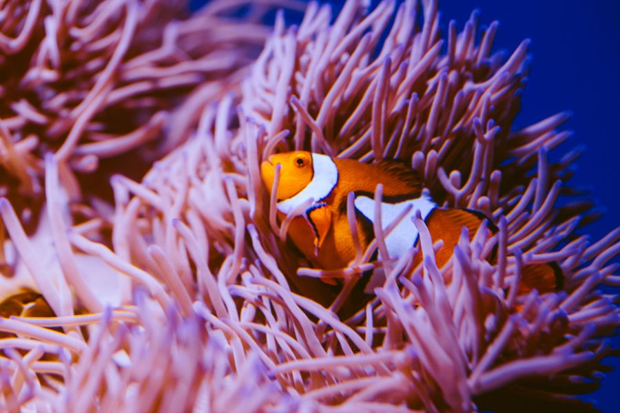 Clownfish Cairns Great Barrier Reef dive 