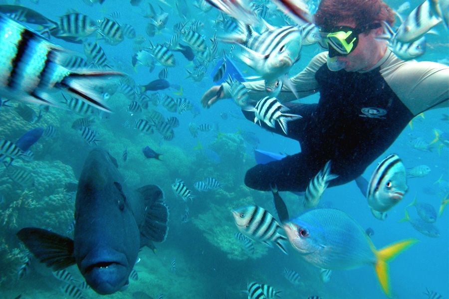 Snorkelling the Great Barrier Reef Whitsundays 