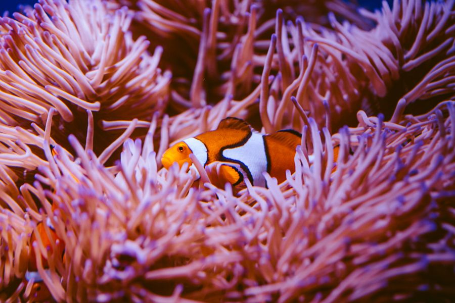 Orange and white striped clownfish in pink anenome 