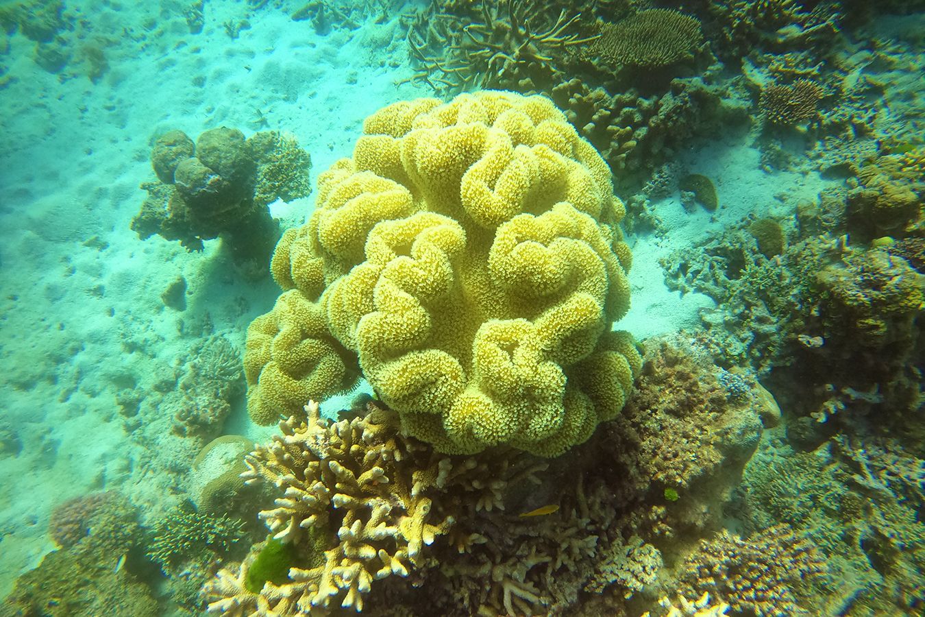 Yellow Leather Mushroom soft coral with a shaggy texture