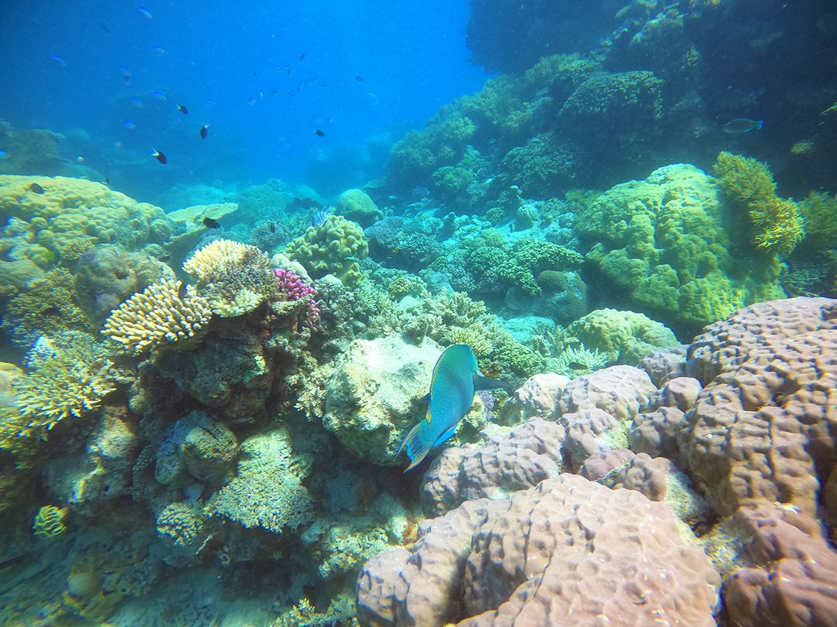 Parrotfish swimming through coral reefs and colourful fish