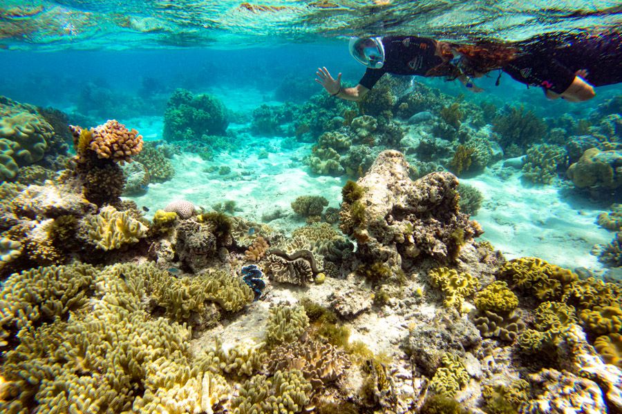 Underwater image of two people snorkelling the Cairns Great Barrier Reef