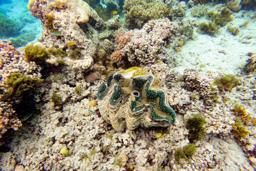 Close-up of a Giant Clam, Cairns Great Barrier Reef