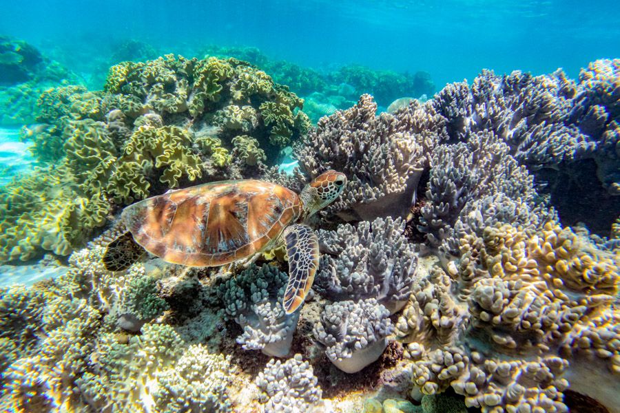 Underwater image of a Sea Turtle swimming amongst coral, Cairns Great Barrier Reef