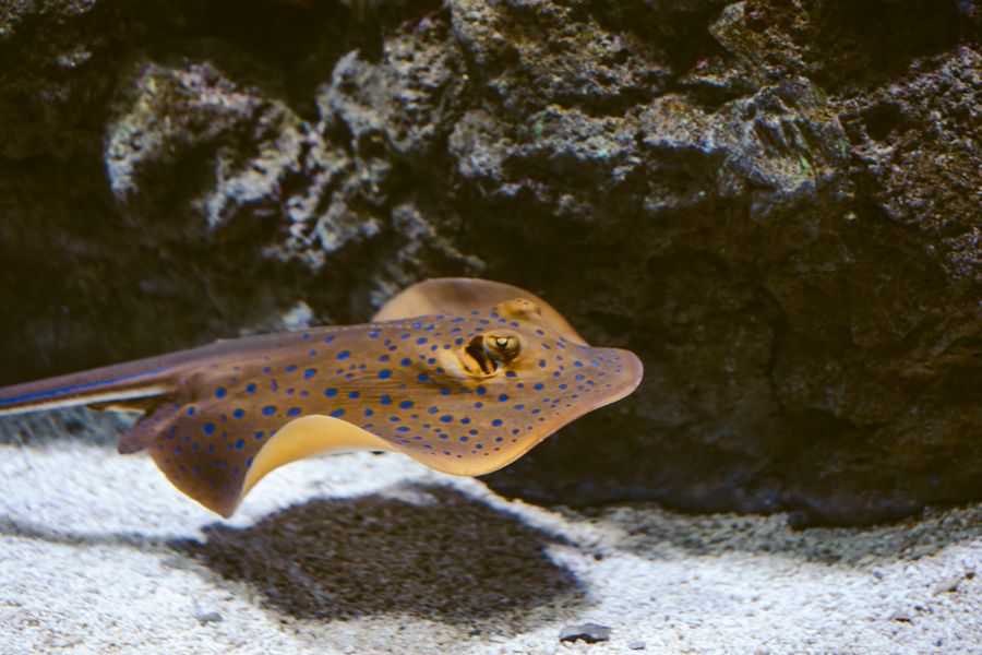 Blue Spotted Ray swimming along the ocean surface, Cairns Great Barrier Reef