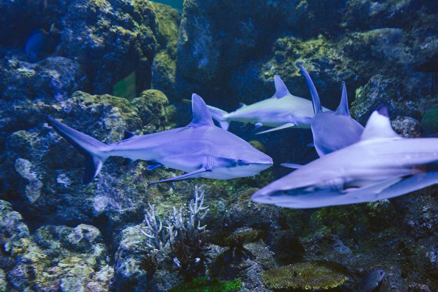 Underwater image of a Black-tip Reef Shark, Cairns Great Barrier Reef