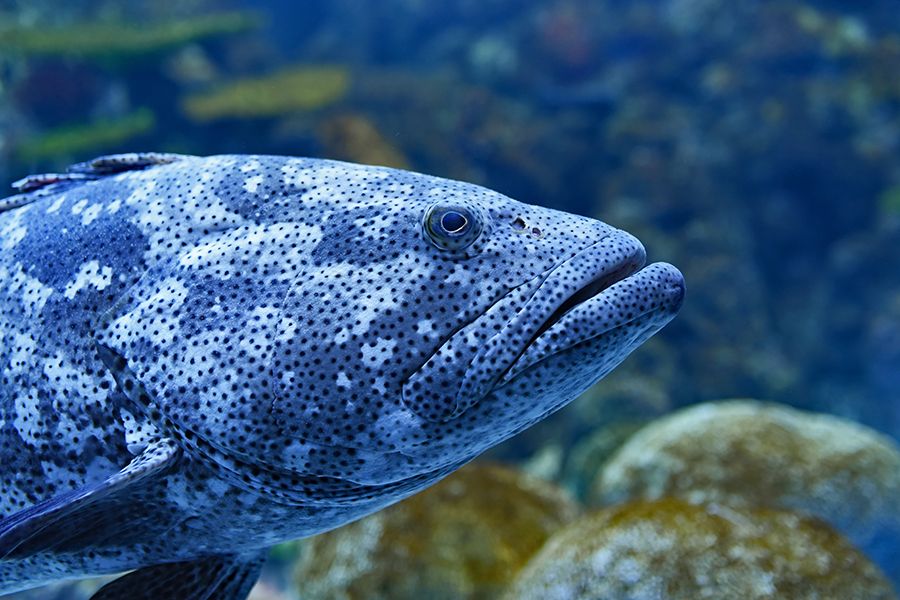 Grouper with black, blue and grey patterns swimming face close up