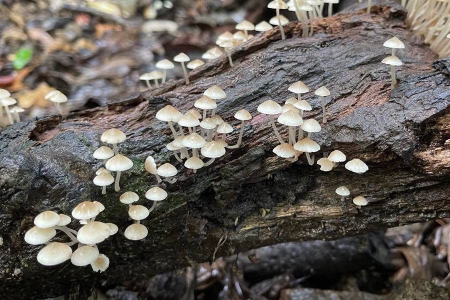 White whitsunday mushrooms