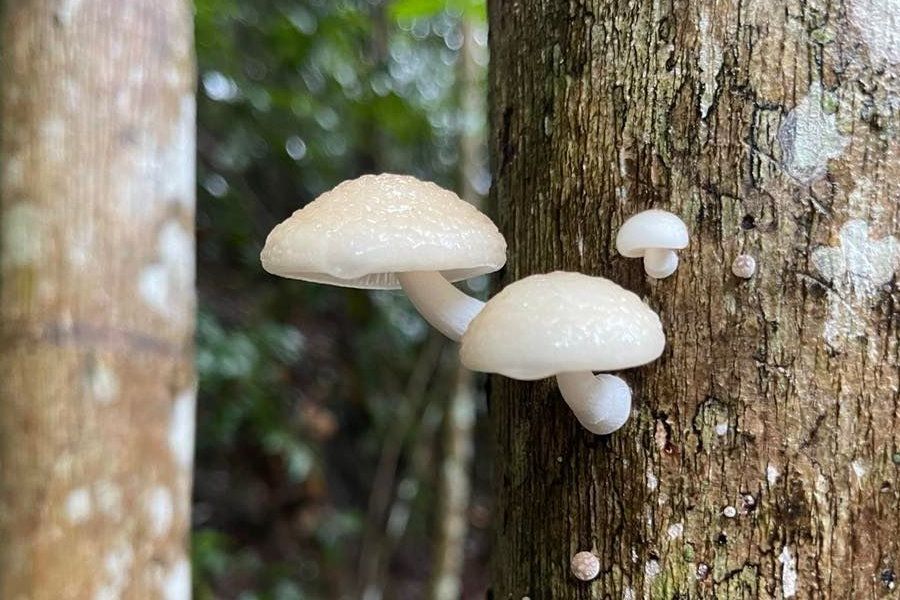 White Whitsunday mushrooms growing from a tree