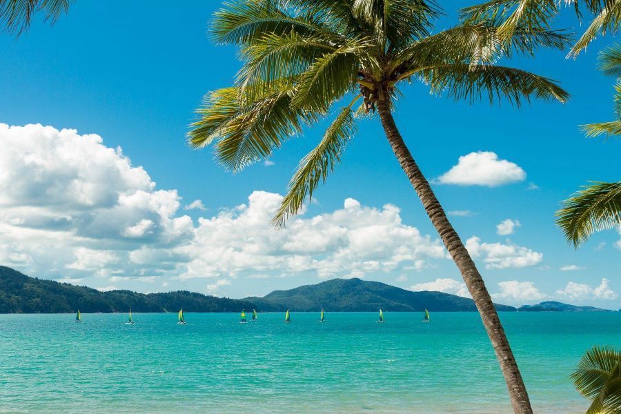 Swaying palm tree at Catseye Beach, Hamilton Island