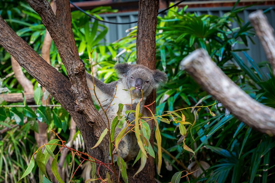 koala in the trees on hamilton island australia