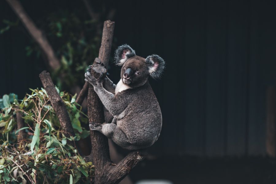 Koala perched in a tree, Hamilton Island Wildlife Park