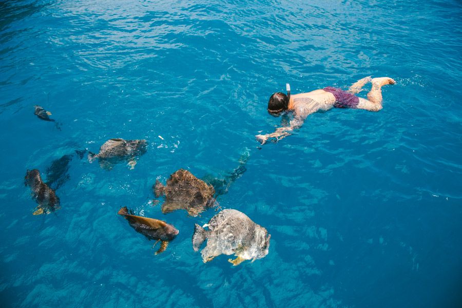 Person swimming with a group of Batfish at Mantaray Bay, Whitsundays