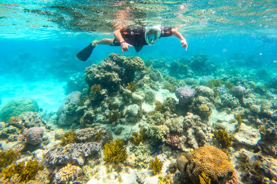 Person snorkelling amongst the Cairns Outer Great Barrier Reef