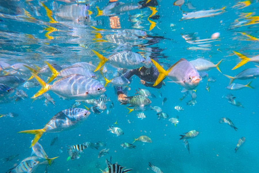 Schools of colourful reef fish, Whitsundays inner fringing reefs