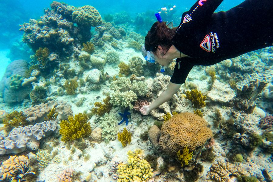 Great Barrier Reef snorkelling