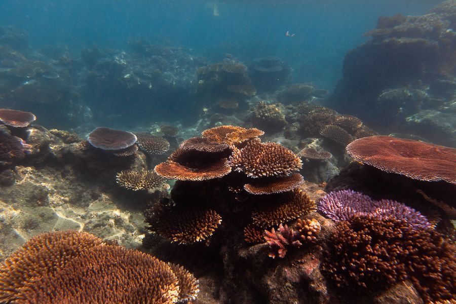 Whitsunday Corals Snorkelling corals underwater on the great barrier reef