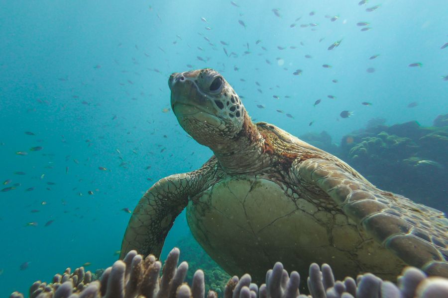 A green sea turtle swimming amongst a school of fish