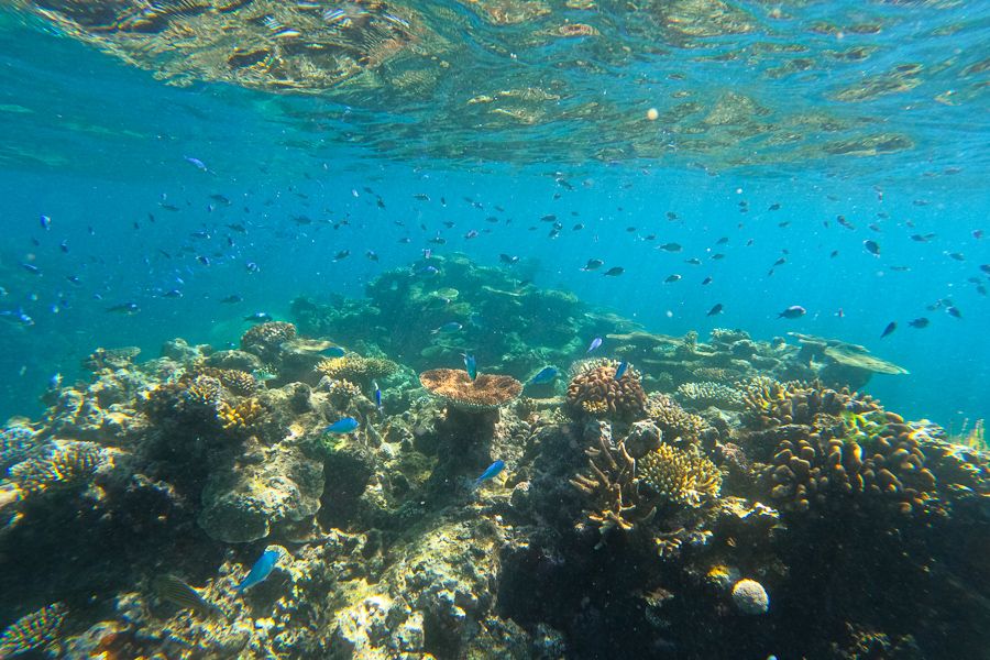 Person snorkelling amongst colourful corals of the Great Barrier Reef