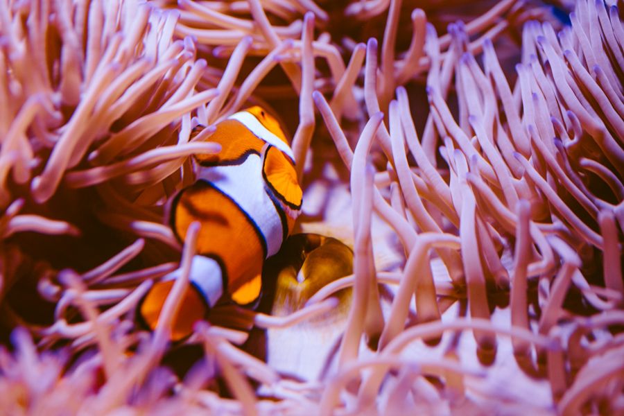 Clownfish swimming within a pink anenome