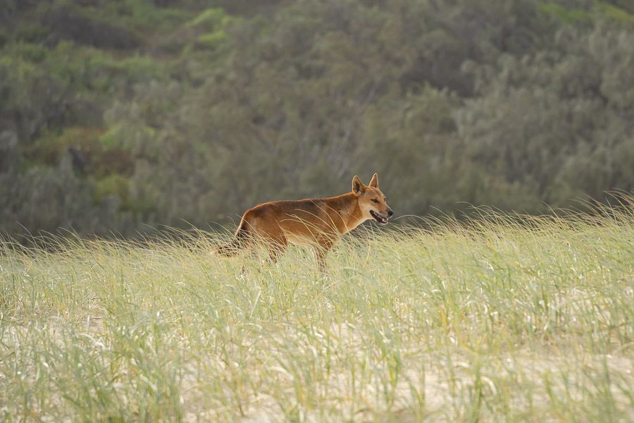 Dingo in a field on K'gari