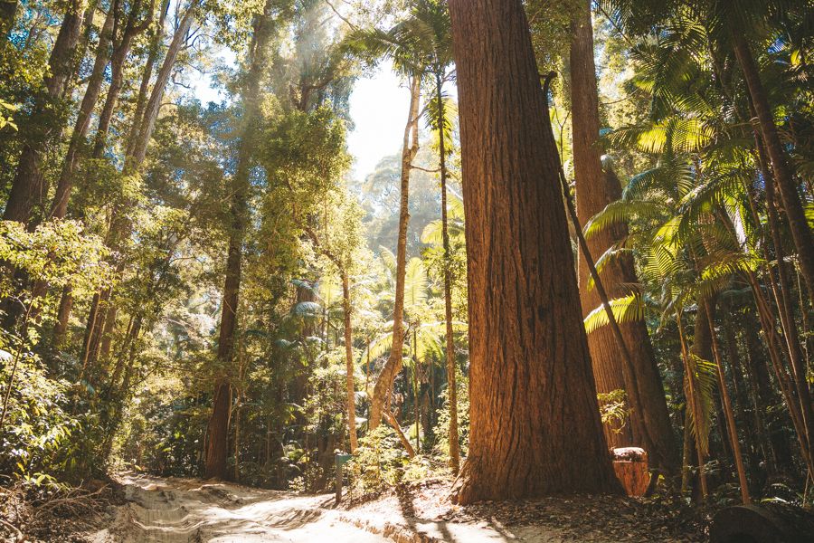 Valley of the Giants forest, K'gari