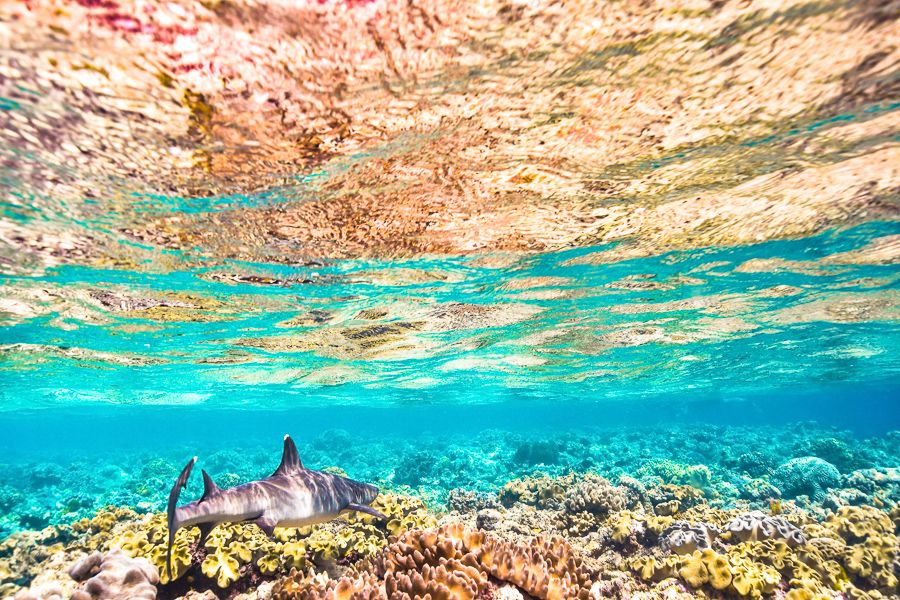 An underwater photo of a small reef shark 