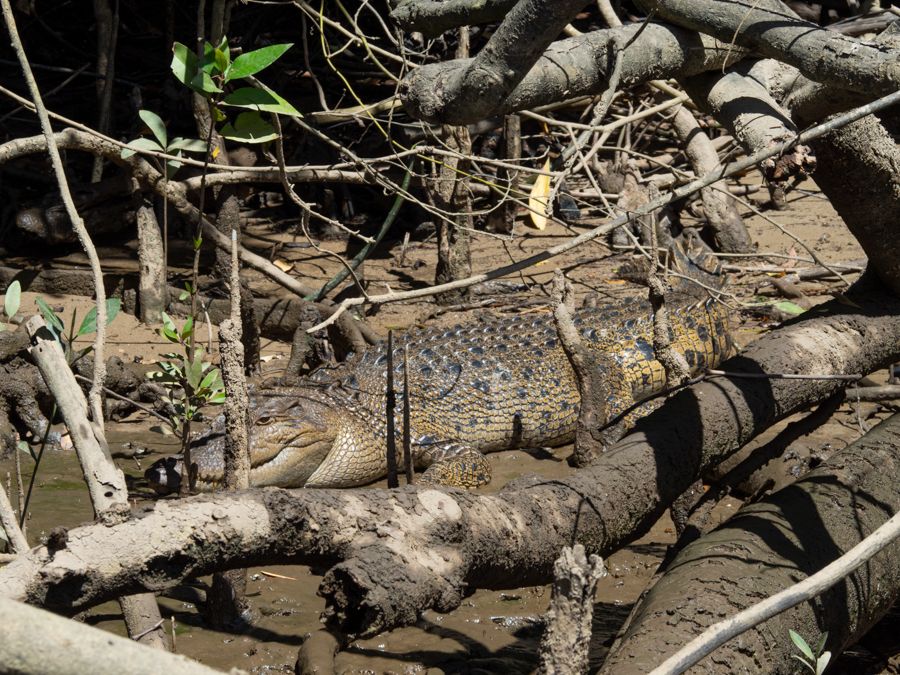 Whitsunday Crocodile lying amongst forest trees and mud