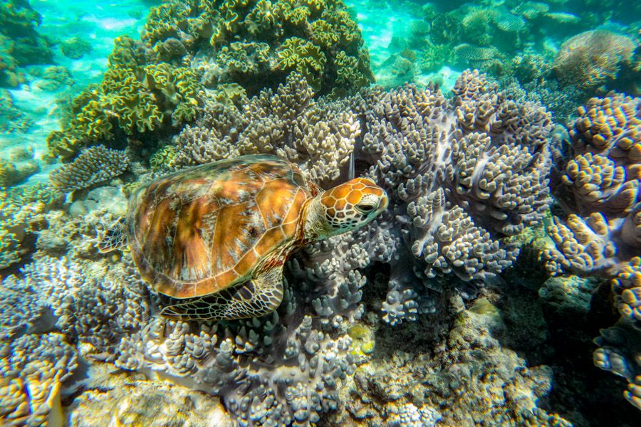 turtle in coral