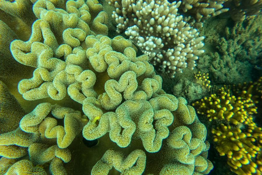 coral underwater