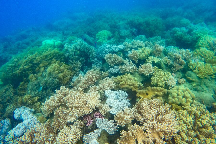 coral underwater