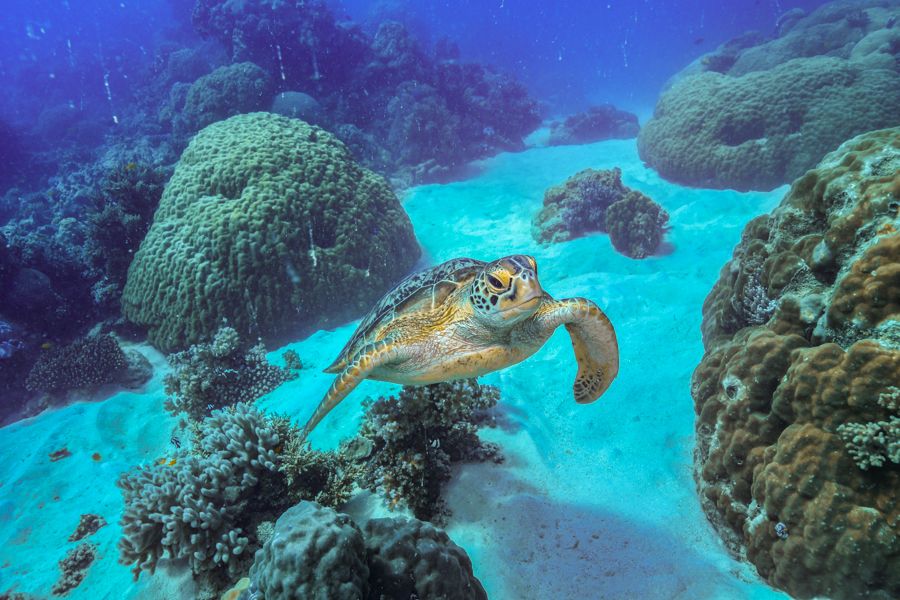 turtle underwater