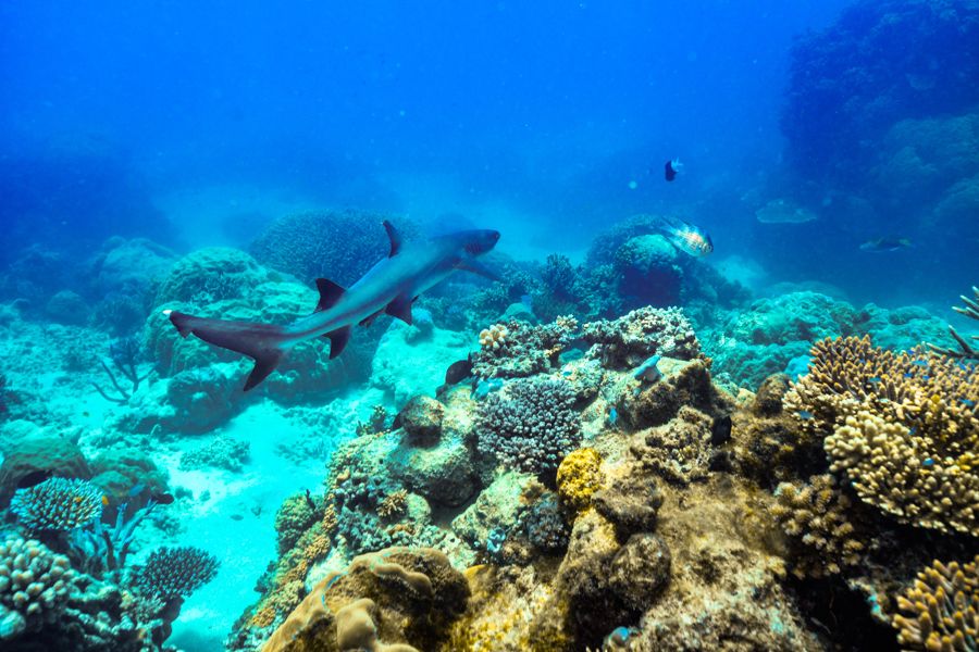 shark in coral underwater