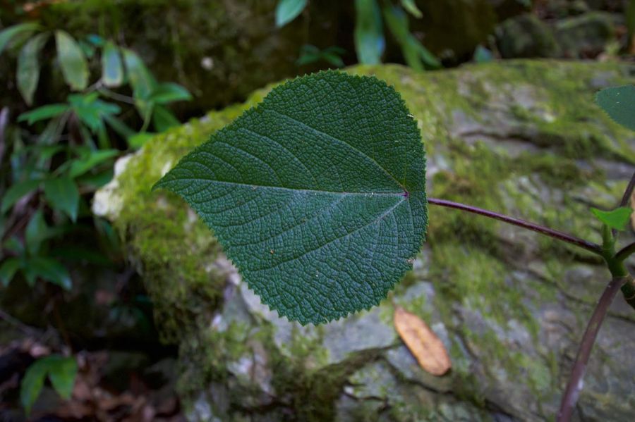 Close up of stinging nettle leaf, green, heart-shaped with pointed edges