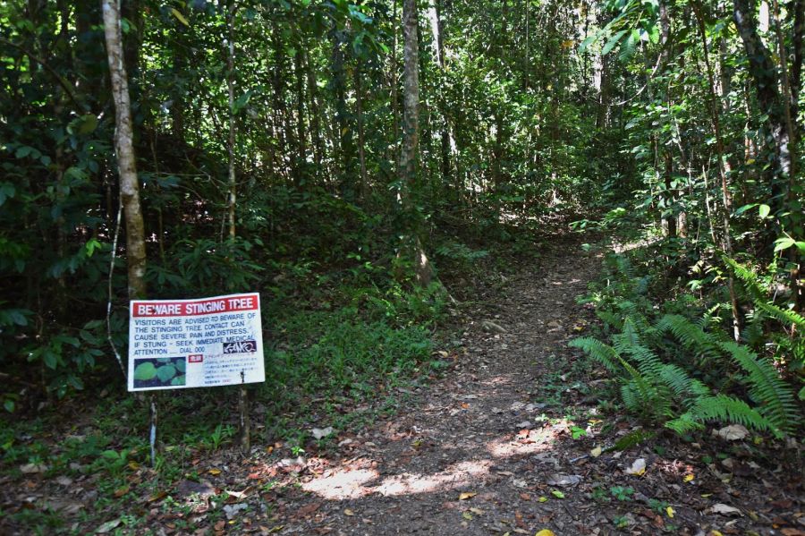 Entrance to Fairy Falls trail, warning sign for stinging nettle in bottom left corner, dirt track disappearing into dense rainforest